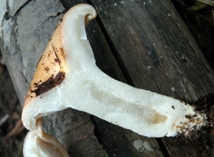 Due Clitocybe gibba? O Lepista flaccida? O...